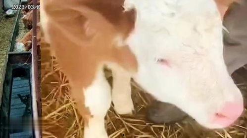 养牛视频下载,视频下载尽享养殖乐趣