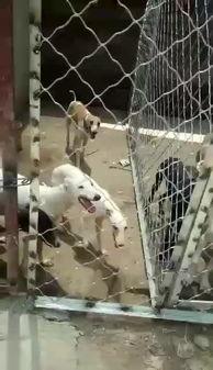 晚上狗逮兔子视频,夜间狗捕猎兔子精彩瞬间