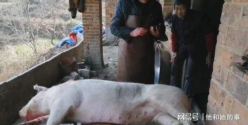 四川农村杀猪视频,传统习俗与现代生活的碰撞