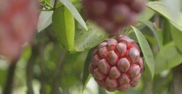 黑老虎种植技术视频