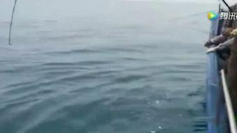外国钓鱼视频大全高清