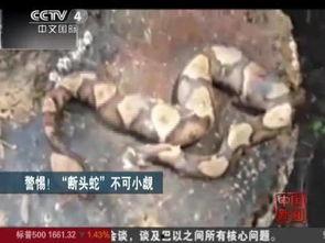 断头蛇视频,惊心动魄！断头蛇视频揭秘神秘生物瞬间