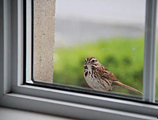 树麻雀视频,自然界的和谐旋律