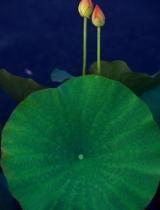 lcl视频,揭秘其独特魅力与精彩内容