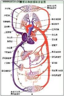 体循环视频,揭秘人体血液循环的奥秘之旅